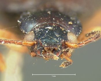 Media type: image;   Entomology 5513 Aspect: head frontal view